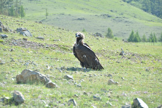 Free download bird vulture ornithology fauna free picture to be edited with GIMP free online image editor