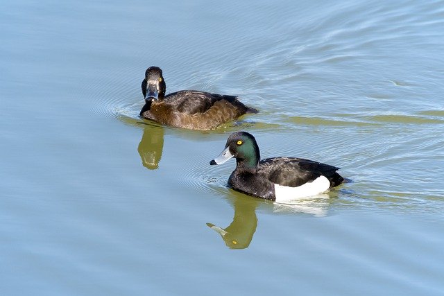 Free download bird water bird ducks tufted duck free picture to be edited with GIMP free online image editor