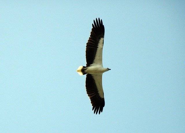 ດາວ​ໂຫຼດ​ຟຣີ Bird White-Bellied Sea Eagle - ຮູບ​ພາບ​ຟຣີ​ຫຼື​ຮູບ​ພາບ​ທີ່​ຈະ​ໄດ້​ຮັບ​ການ​ແກ້​ໄຂ​ກັບ GIMP ອອນ​ໄລ​ນ​໌​ບັນ​ນາ​ທິ​ການ​ຮູບ​ພາບ