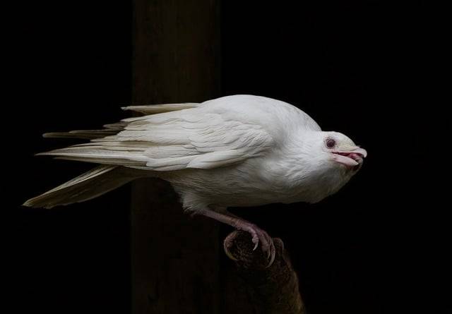 Gratis download vogel witte kauw albino kauw gratis foto om te bewerken met GIMP gratis online afbeeldingseditor