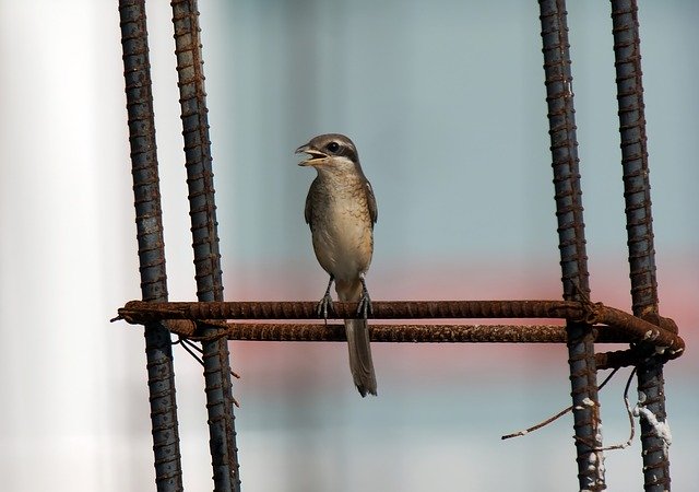 دانلود رایگان Bird Wild Natural - عکس یا تصویر رایگان قابل ویرایش با ویرایشگر تصویر آنلاین GIMP