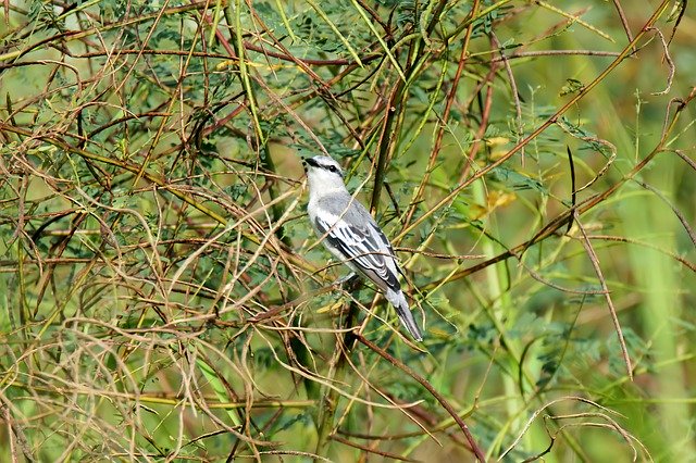 Free download bird wild wildlife nature natural free picture to be edited with GIMP free online image editor