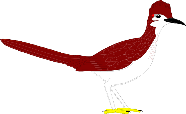 Free download Bird Wings Roadrunner - Free vector graphic on Pixabay free illustration to be edited with GIMP free online image editor