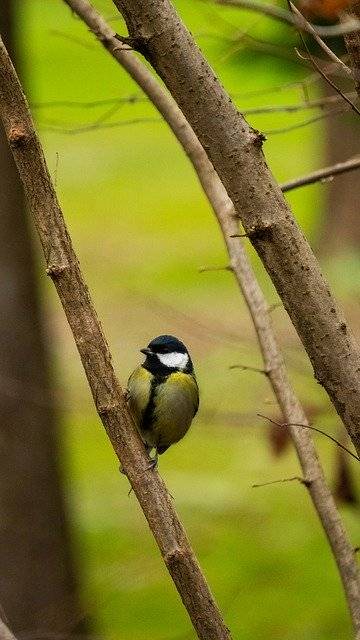 تنزيل Bird Winter Animal - صورة مجانية أو صورة مجانية لتحريرها باستخدام محرر الصور عبر الإنترنت GIMP