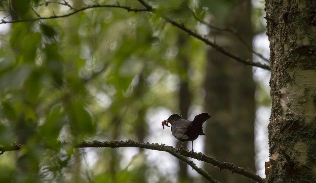 Free download bird worms blackbird food feeding free picture to be edited with GIMP free online image editor