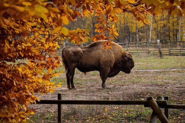 Free download bison buffalo autumn forest trees free picture to be edited with GIMP free online image editor