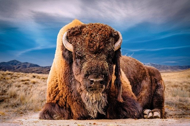 Free download bison buffalo wildlife mammal free picture to be edited with GIMP free online image editor