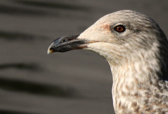 Free download black backed seagull bird sea bird free picture to be edited with GIMP free online image editor