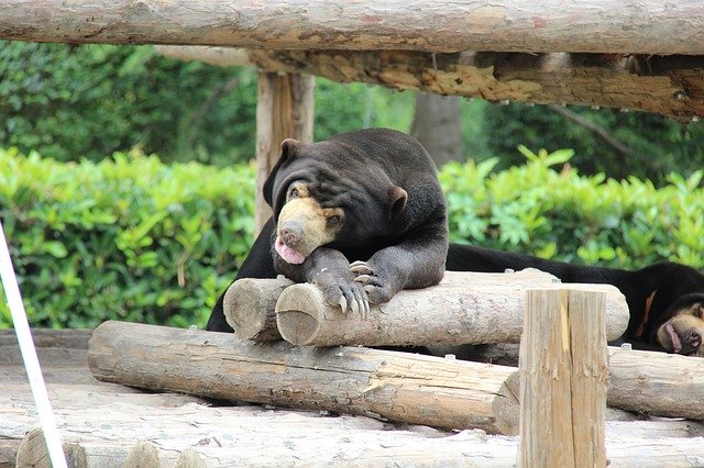 Скачать бесплатно Black Bear Zoo Summer The - бесплатное фото или изображение для редактирования с помощью онлайн-редактора изображений GIMP