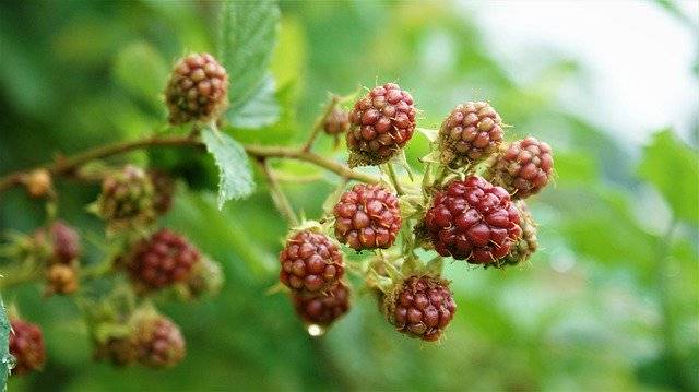 Descarga gratuita Blackberries Red Bush: foto o imagen gratuita para editar con el editor de imágenes en línea GIMP