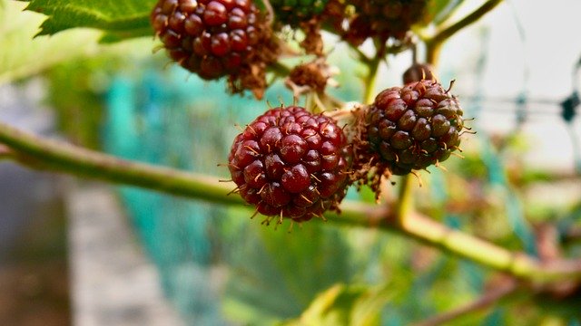 Gratis download Blackberry Bay Fruit - gratis foto of afbeelding om te bewerken met GIMP online image editor