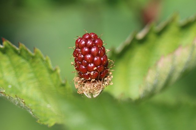 ดาวน์โหลดฟรี Blackberry Mature Bio Early Summer - รูปถ่ายหรือรูปภาพฟรีที่จะแก้ไขด้วยโปรแกรมแก้ไขรูปภาพออนไลน์ GIMP