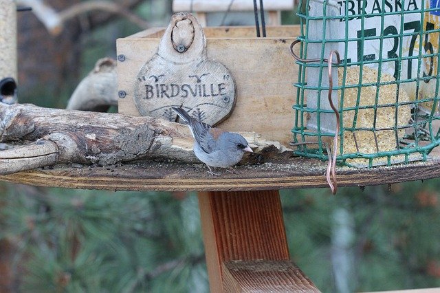 ดาวน์โหลดฟรี Black-Eyed Junco Colorado Bird - ภาพถ่ายหรือรูปภาพที่จะแก้ไขด้วยโปรแกรมแก้ไขรูปภาพออนไลน์ GIMP