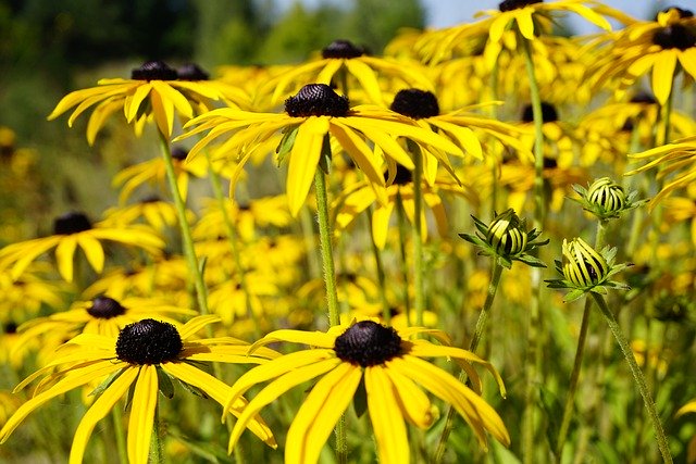 Free download black eyed susan flowers garden free picture to be edited with GIMP free online image editor