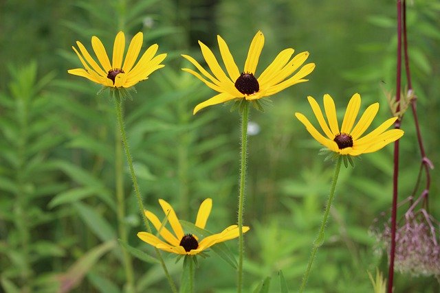 Free download black eyed susans flowers free picture to be edited with GIMP free online image editor