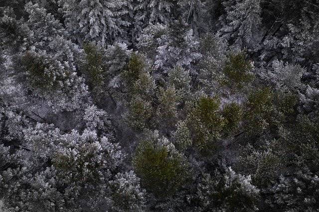 無料ダウンロードBlackForest Firs TreesFir無料の写真テンプレートをGIMPオンライン画像エディターで編集