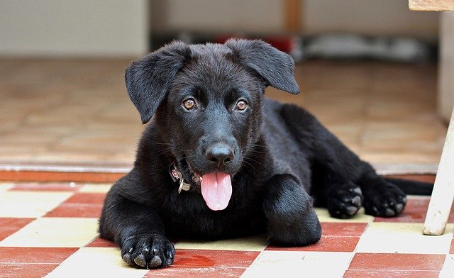 Free download black german shepherd puppy dog free picture to be edited with GIMP free online image editor