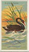 Free download Black Swan, from the Birds of the Tropics series (N5) for Allen & Ginter Cigarettes Brands free photo or picture to be edited with GIMP online image editor