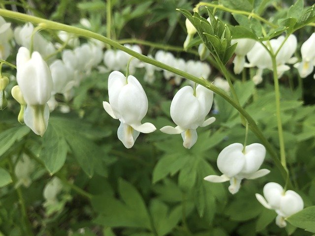 Download gratuito Bleeding Heart Flower Nature - foto o immagine gratuita da modificare con l'editor di immagini online di GIMP