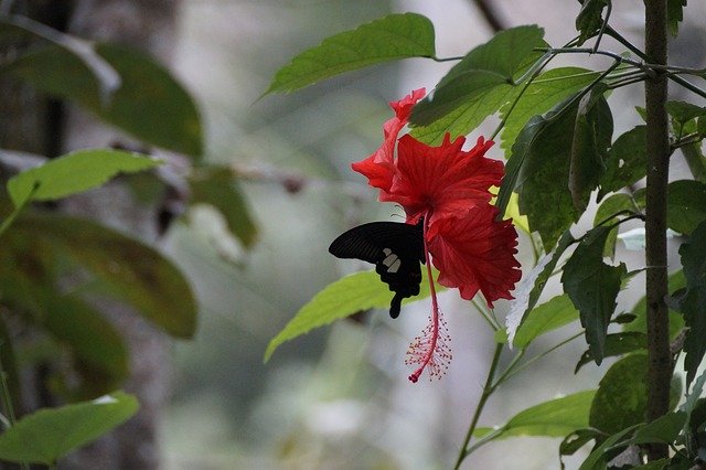 免费下载 Blossom Bloom Butterfly - 使用 GIMP 在线图像编辑器编辑的免费照片或图片