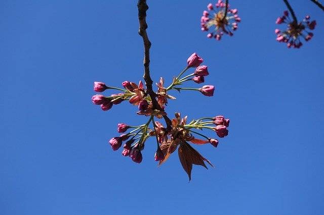 Kostenloser Download Blossom Blue Sky Spring - kostenloses Foto oder Bild zur Bearbeitung mit GIMP Online-Bildbearbeitung