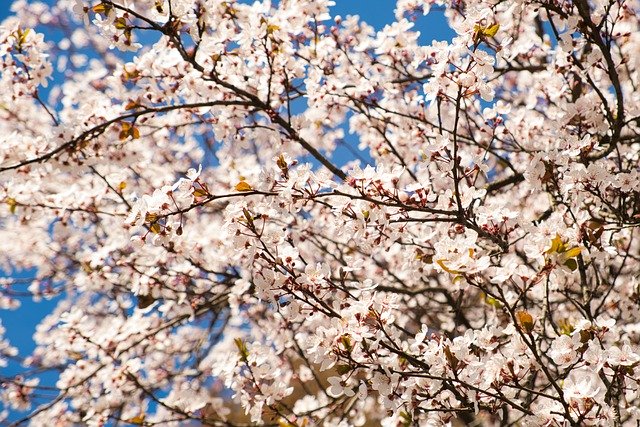 Free download blossomed tree flowers white flowers free picture to be edited with GIMP free online image editor