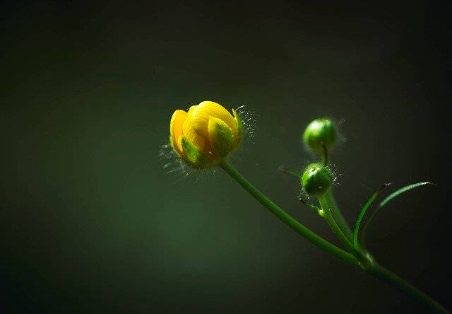 ດາວໂຫຼດຟຣີ Blossom Flower Plant ແມ່ແບບຮູບພາບເພື່ອແກ້ໄຂດ້ວຍຕົວແກ້ໄຂຮູບພາບອອນໄລນ໌ GIMP