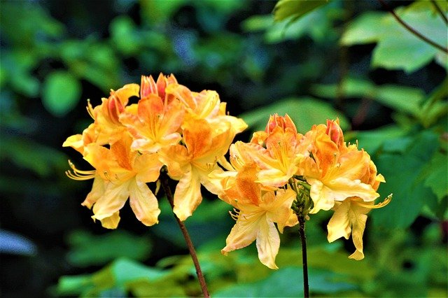 Téléchargement gratuit de fleurs promenade d'été dans le parc hh image gratuite à éditer avec l'éditeur d'images en ligne gratuit GIMP