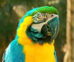 Free download Blue and Gold Macaw free photo or picture to be edited with GIMP online image editor