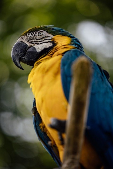 تنزيل Blue And Yellow Macaw Bird Animal - صورة مجانية أو صورة يتم تحريرها باستخدام محرر الصور عبر الإنترنت GIMP