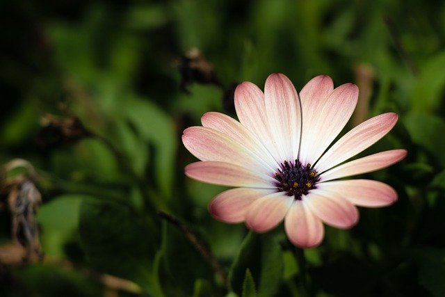 Free download blue eyed chrysanthemum flower plant free picture to be edited with GIMP free online image editor