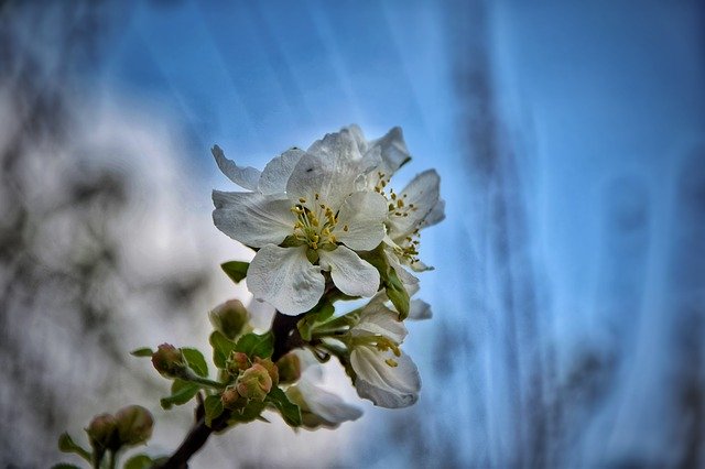 免费下载 Blue Flower Nature - 使用 GIMP 在线图像编辑器编辑的免费照片或图片