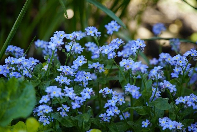 Free download blue flowers myosotis forget me not free picture to be edited with GIMP free online image editor