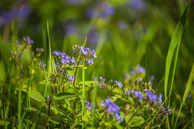 Free download blue forget me not forget me not free picture to be edited with GIMP free online image editor