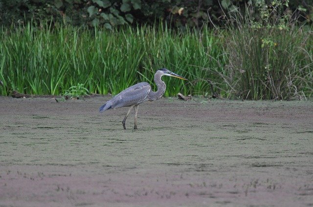 Free download blue heron swamp nj new jersey free picture to be edited with GIMP free online image editor