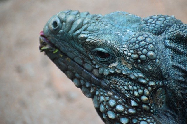 Free download blue iguana iguana reptile free picture to be edited with GIMP free online image editor