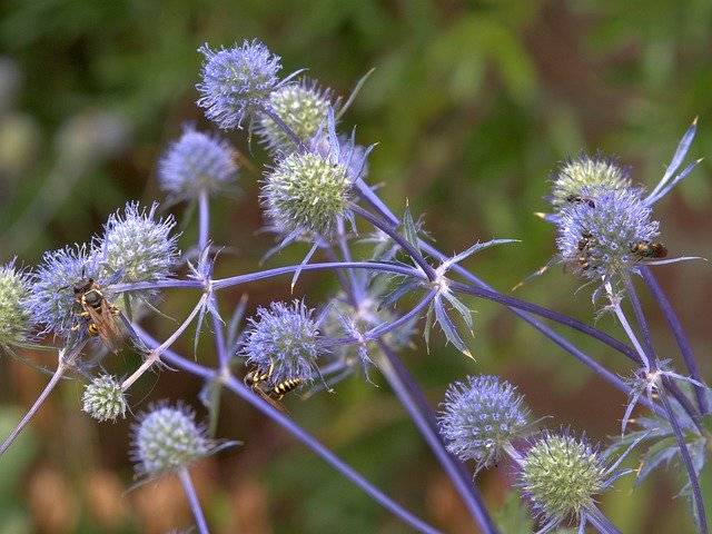 ดาวน์โหลดฟรี Blue Thistle Flower - ภาพถ่ายหรือรูปภาพฟรีที่จะแก้ไขด้วยโปรแกรมแก้ไขรูปภาพออนไลน์ GIMP