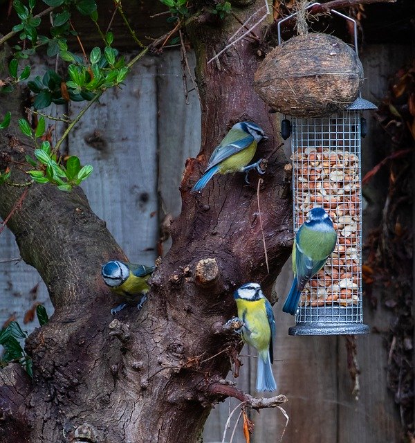 Muat turun percuma Blue Tit Feeding Small - foto atau gambar percuma percuma untuk diedit dengan editor imej dalam talian GIMP