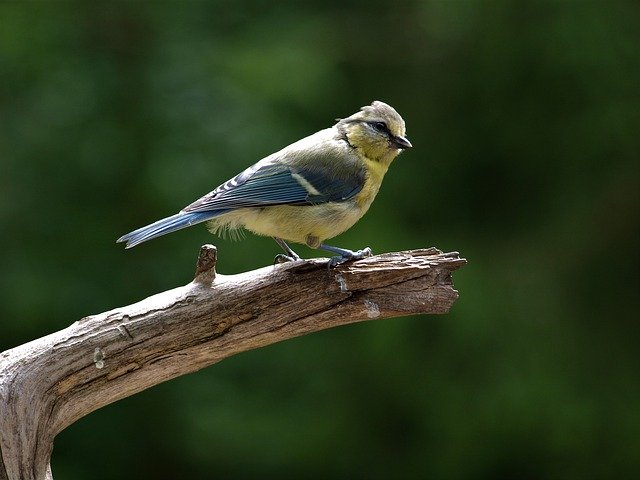 دانلود رایگان Blue Tit Young Bird - عکس یا تصویر رایگان قابل ویرایش با ویرایشگر تصویر آنلاین GIMP