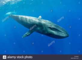 Free download blue_whale free photo or picture to be edited with GIMP online image editor