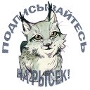 BobCat TB уведомления о стримах  screen for extension Chrome web store in OffiDocs Chromium