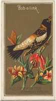 Free download Bob-o-link, from the Birds of America series (N4) for Allen & Ginter Cigarettes Brands free photo or picture to be edited with GIMP online image editor