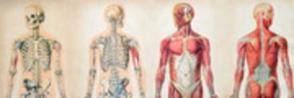 Free download bodies/lives_anatomy photo_ejj2125 free photo or picture to be edited with GIMP online image editor