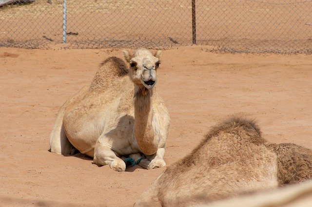 Free download body camel culture deser domestic free picture to be edited with GIMP free online image editor