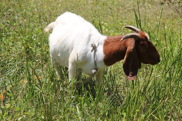 دانلود رایگان Boer Goat - عکس یا تصویر رایگان قابل ویرایش با ویرایشگر تصویر آنلاین GIMP