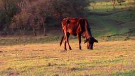 Free download Boi Pasture Cattle -  free video to be edited with OpenShot online video editor