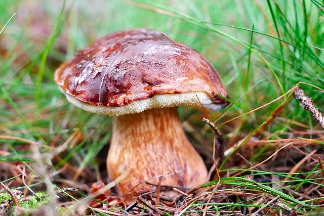 Free download boletus boletus imleria badia free picture to be edited with GIMP free online image editor