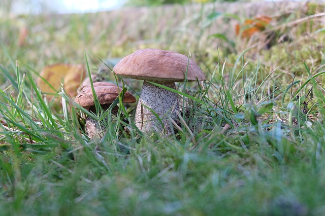 Free download boletus mushroom mushrooms forest free picture to be edited with GIMP free online image editor