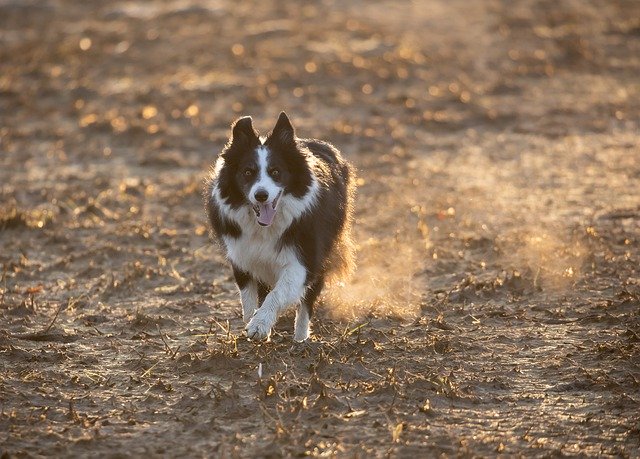 Free download border collie dog run pet animal free picture to be edited with GIMP free online image editor