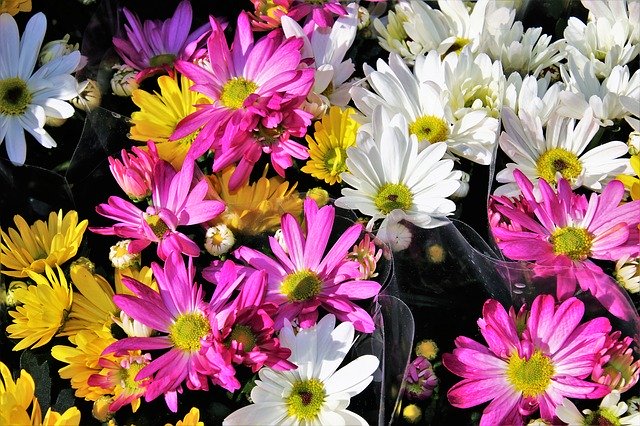 Free download bouquet chamomiles dyed colorful free picture to be edited with GIMP free online image editor